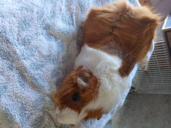 Rescue Abyssinian Guinea Pigs for Adoption in Dearborn, Missouri - Charlee | PetCurious